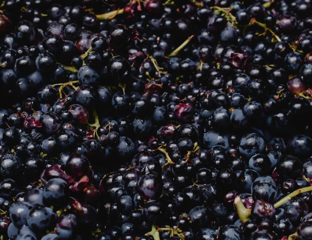 stefanshof_beerengaerung